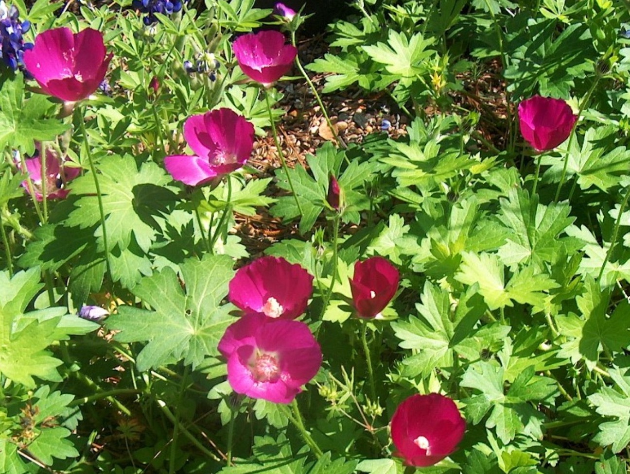 Online Plant Guide Callirhoe involucrata / Purple Poppy Mallow